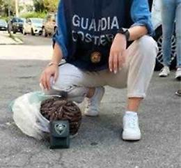 Sequestrati 5 chili di datteri di mare, denunciate due persone