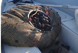 Duro colpo alla pesca di frodo: 150 chili di oloturie restituite al mare