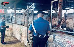 Controlli dei carabinieri in aziende agricole e allevamenti