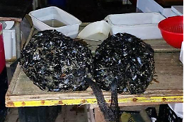Sequestrate 60 kg di cozze nere nel mercato rionale dei Tamburi