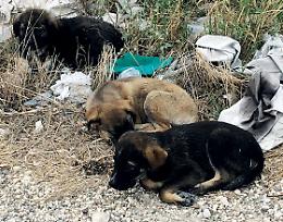 La Polizia Locale salva cuccioli di cane abbandonati