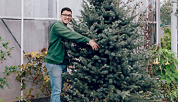 L’Albero di Natale, è molto meglio quello vero!