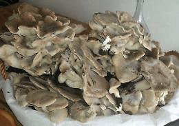 Tempo di funghi, ecco come coltivarli direttamente a casa