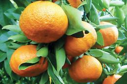 Agrumicoltura, la categoria chiama i sindaci