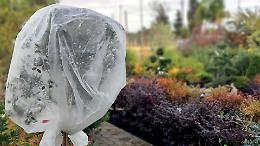 Come proteggere le piante dal freddo
