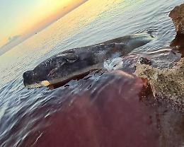 Capodoglio spiaggiato a Marina di Leporano