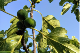 Fragagnano: tornano i campi dimostrativi