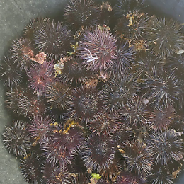 Sequestrati 150 chili di ricci di mare, sei persone nei guai