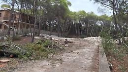 Strage di alberi a Castellaneta Marina