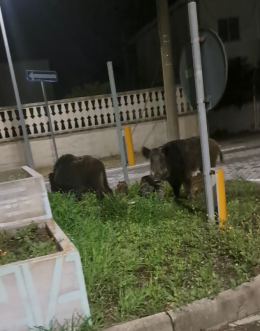 Cinghiali & rifiuti, così la provincia jonica "conquista" Tik Tok