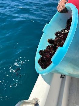 Sequestrati ricci di mare