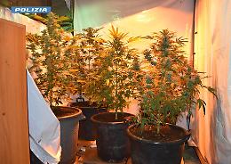 Entrano in una ex autofficina e trovano una serra per la coltivazione di marijuana: un arresto