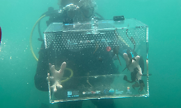 Tornano nel Mar Piccolo i cavallucci marini riprodotti a Genova