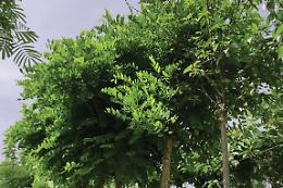 Allarme verde in Puglia,  "Servono più alberi per difendere le città da smog e cambiamenti climatici"