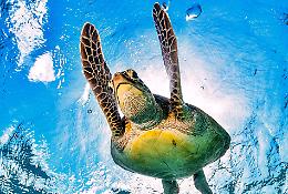Castellaneta Marina amica delle tartarughe Caretta caretta
