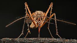 West Nile, Piemontese: “Sistema di sorveglianza efficace, interventi immediati in tutta la Puglia”