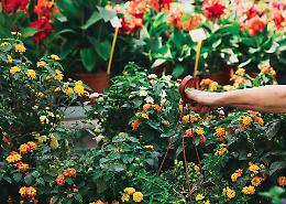 Fiorita e resistente: la Lantana