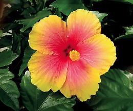 L’Hibiscus, il fiore dell’estate