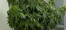 Scoperta una piantagione di marijuana, arrestato un 54enne grazie a un drone