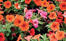 Florovivaismo pugliese, settore da 178 milioni tra export e sfide fitosanitarie