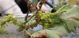 Peronospora, fondi aggiuntivi per 44 milioni. Cia Puglia: “Una nostra vittoria”