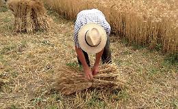 Torna a Grottaglie la festa della mietitura del grano