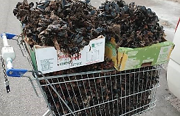 La Polizia sequestra quattro quintali di cozze