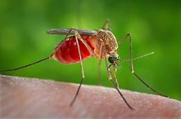 Da maggio segnalati in Italia 52 casi di West Nile e 3 decessi