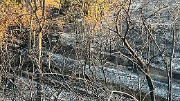 Incendi in Puglia, bruciati quasi 3.000 ettari in 40 giorni: allarme su rifiuti e roghi dolosi