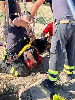 Cane precipita in un pozzo, corsa contro il tempo per salvarlo. Il video e le foto