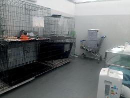 Botta e risposta sul “caso gatti”