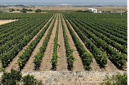 Vendemmia 2024, crollano i prezzi per IGT Primitivo, «È urgente fermare la speculazione»