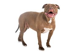 Bambina di 2 anni azzannata da un pitbull: è in prognosi riservata