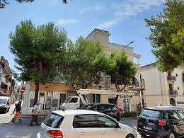 «Sindaco, ferma immediatamente l'abbattimento degli alberi»