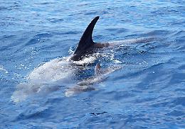 Il Golfo di Taranto “culla dei cetacei”