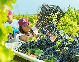 Parte la vendemmia del Primitivo: produzione +20% ma allarme prezzi bassi