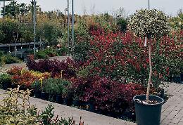 Come preparare il giardino all’autunno