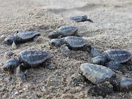 Sessanta tartarughine Caretta caretta verso il mare a Punta Prosciutto