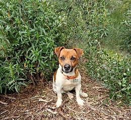 Cane domestico sbranato dai lupi. «Gli attacchi sono un'emergenza»