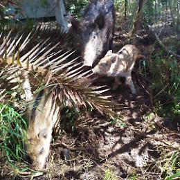 Cinghiali, la "proposta" della Cia Due Mari: «Caccia libera anche nel Parco delle Gravine»