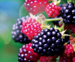 Frutti minori, piantali adesso per un raccolto eccezionale