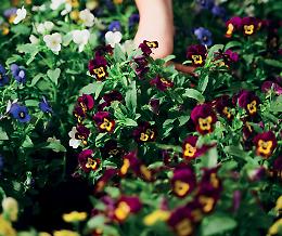 Esplora i colori autunnali delle piante