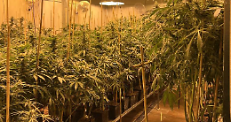 Sequestrata una piantagione di marijuana da 2milioni e mezzo di euro. Le foto