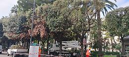 Al via le operazioni di eliminazione delle parti secche degli alberi in piazza Umberto a Bari