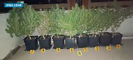 Coltivava marijuana in tutte le stanze di casa. Tradito dall'odore e dal fiuto di Udor. Le foto