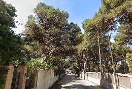 Bosco Pineta Caggione, il Comitato alza la voce «No all’antenna 5G»
