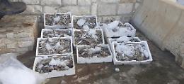 Pesca a strascico vietata, sequestrati e donati settanta chili di pesce