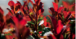 Coltivare Elaeagnus e Photinia in giardino