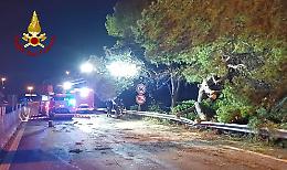 Albero crolla sulla Statale 16 vicino Monopoli: traffico bloccato per ore. Le foto
