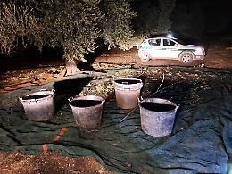 Recuperati 4 quintali di olive dalle Guardie Campestri di Andria. Le foto